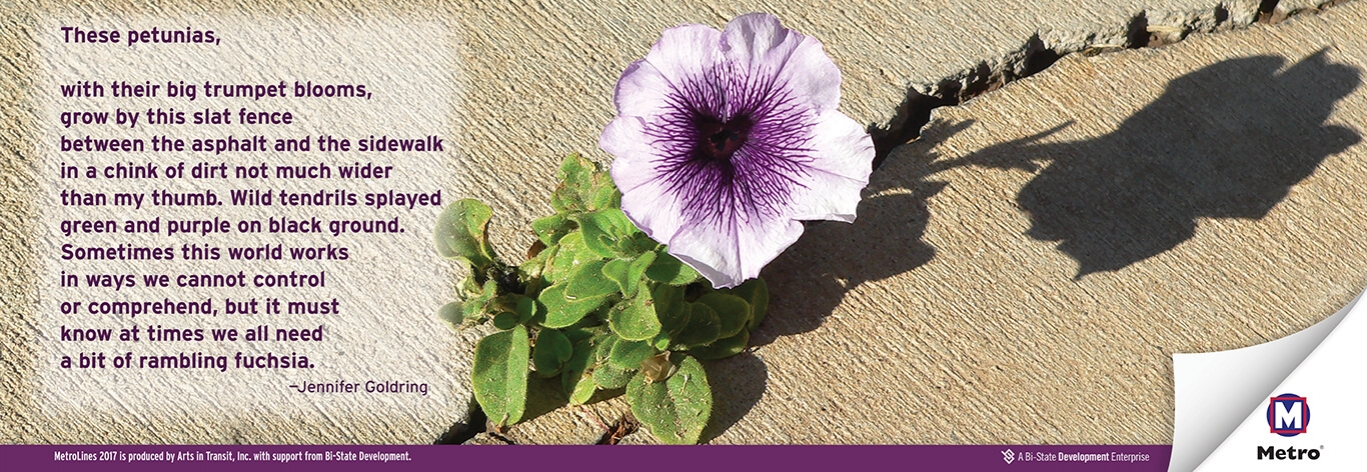 &quot;These Petunias&quot; by Jennifer Goldring